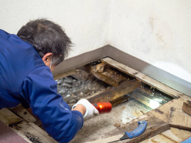 Mold Removal Process in Forest, MS