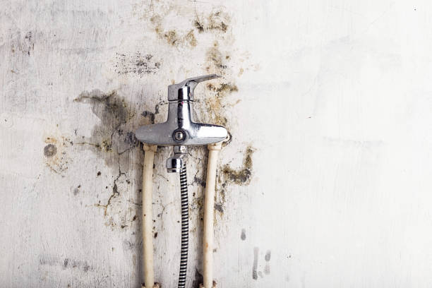 Best Mold Testing  in Forest, MS