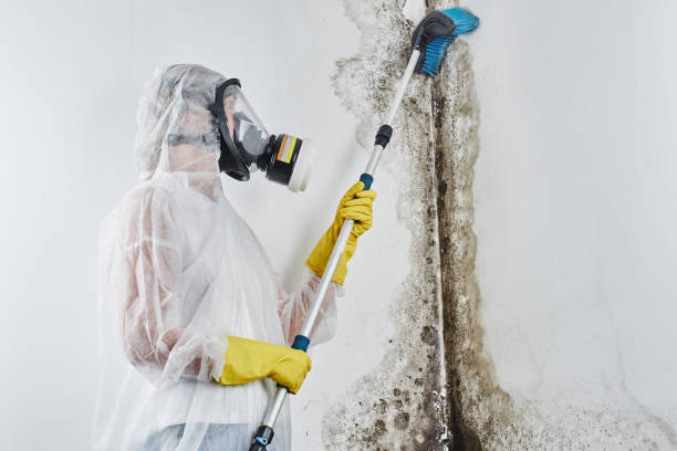 Best Mold Removal Near Me  in Forest, MS