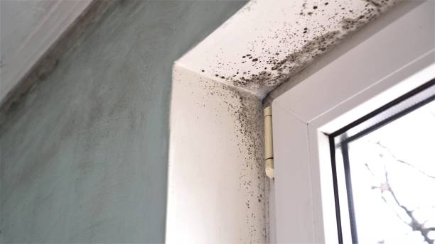 Best Certified Mold Removal  in Forest, MS