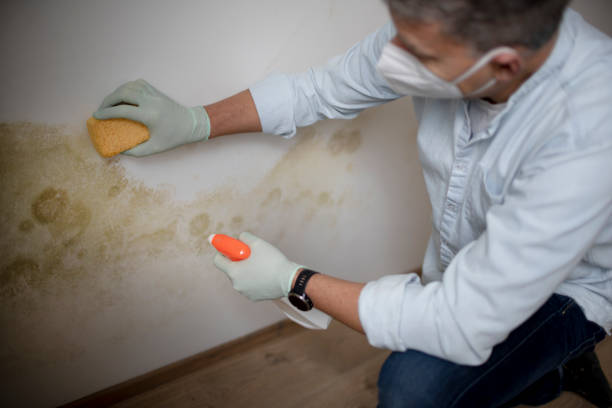Best Professional Mold Removal  in Forest, MS