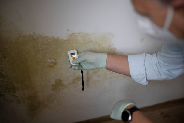 Best Mold Removal Company Near Me  in Forest, MS