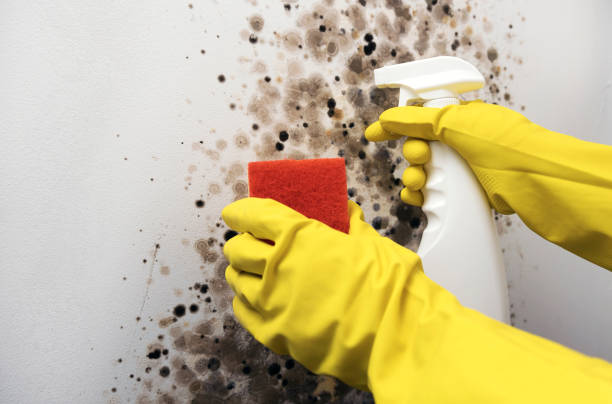 Best Best Mold Removal Companies  in Forest, MS