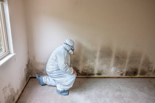 Best Same-Day Mold Removal  in Forest, MS