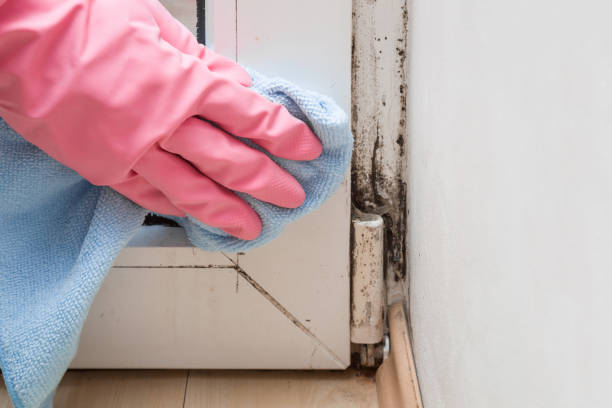 Best Office Mold Removal Services  in Forest, MS
