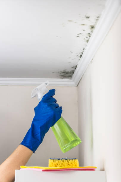 Best Commercial Mold Removal  in Forest, MS